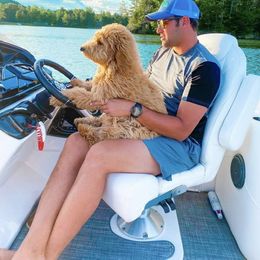 Goldendoodle Puppies from Hobble Creek Farms