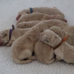 Golden Retriever Puppies from Hope Service Dogs, Inc