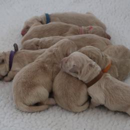 Golden Retriever Puppies from Hope Service Dogs, Inc