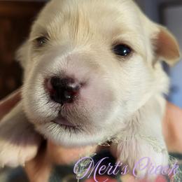 Penelope - Wheaten female Miniature Schnauzer puppy in Crestview, Florida from Mert's Creek Miniature Schnauzers