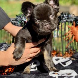 Chocolate - Black and tan female French Bulldog puppy in Minneapolis, Minnesota from Flyazz Frenchies Kennels
