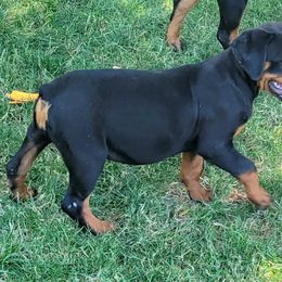 Rottweiler Puppies from Mickey's Rottweilers