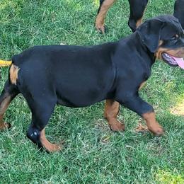 Rottweiler Puppies from Mickey's Rottweilers