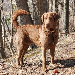 DUKE - Chesapeake Bay Retriever