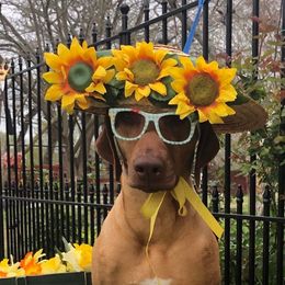 Penny - Rhodesian Ridgeback