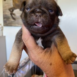 Heath - Fawn male Pug puppy in Ridgefield, Washington from Cupid’s Pugs