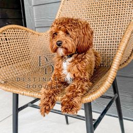 Caesar - Goldendoodle
