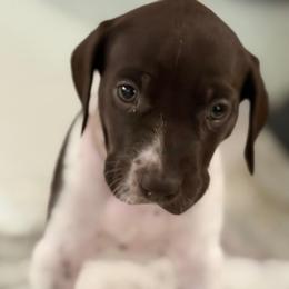 Dixie - Liver and white female German Shorthaired Pointer puppy in Conroe, Texas from The Tipsy Rabbit