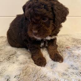 Pink Collar Girl - Phantom female Goldendoodle puppy in San Augustine, Texas from Vintage Doodles