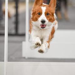 Nederlandse Kooikerhondjes from Golden Gate Kooikers