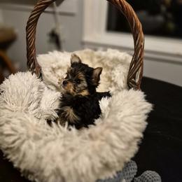 Yorkshire Terrier Puppies from Letterman Yorkies