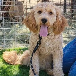 Rosheen - Goldendoodle