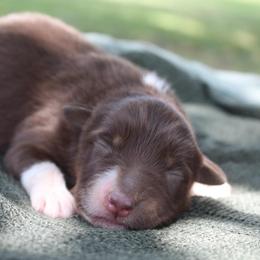 Rabbit - Red tri-color male Australian Shepherd puppy in Star City, Arkansas from Blush & Lace Aussie Co.