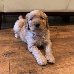 Goldendoodle Puppies from Gardenia Goldens and Goldendoodles