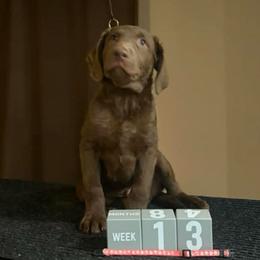 Pink Collar - Brown male Chesapeake Bay Retriever puppy in Wisconsin Dells, Wisconsin from Kilbourn Chesapeakes