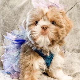 Asher Sage - Lilac male Shih Tzu puppy in Jacksonville, Florida from Shih Tzus of Jacksonville
