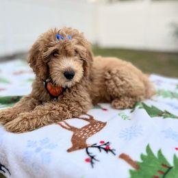 Goldie - Apricot female Goldendoodle puppy in Apopka, Florida from Rae Precious Puppies