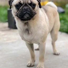 Millie - Pug