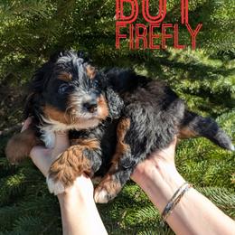 Firefly - Tri-color male Bernedoodle puppy in Cambridge, Minnesota from Country Meadow Doodles