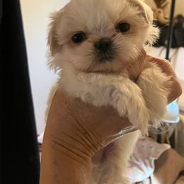 Mighty Mouse - Cream and white male Shih Tzu puppy in Fountain, Florida from Simply Shih Tzu