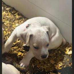 Layla - Fawn female Cane Corso puppy in Chesapeake, Virginia from 948 Cane Corso