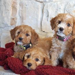 Cavapoo and Goldendoodle Puppies from Safari Doodles