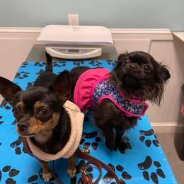 Chihuahua Puppies from Bayberry Chihuahuas
