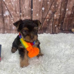 Koko - Chocolate and tan male Yorkshire Terrier puppy in Albany, Minnesota from Sandy's Yorkshire Terriers