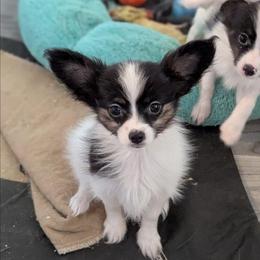 Angel - White and black female Papillon puppy in Joshua, Texas from Summertime Kennels