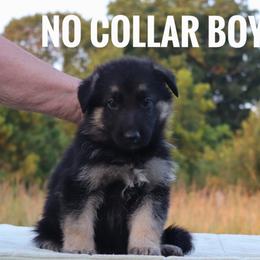 Boy 4 - male German Shepherd puppy in Belton, South Carolina from J-Lyn Shepherds