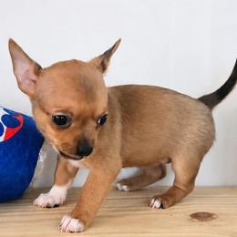 Girl 1 - Fawn and white female Chihuahua puppy in Virginia Beach, Virginia from Little Chi Village