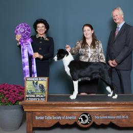 Daisy - Border Collie