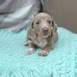 Tate - Piebald male Dachshund puppy in Decatur, Mississippi from KP Dachshunds