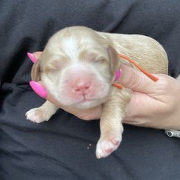 Elm - Cream male Cockapoo puppy in Denver, Pennsylvania from Greenview Puppies