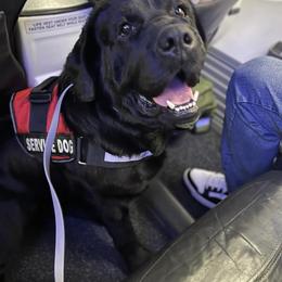Bill - Labrador Retriever