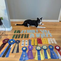 Kraken - Border Collie