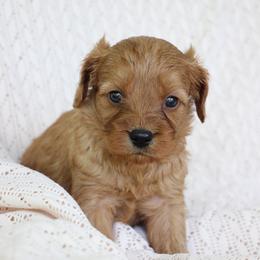 Lake - Apricot male Cavapoo puppy in Lewisburg, Pennsylvania from Cinda's Cavapoos
