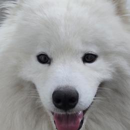 Golden Retrievers and Samoyeds from Scarlett Creek Retrievers and Samoyeds