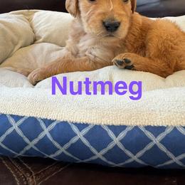 Nutmeg - Dark golden female Golden Retriever puppy in Lebec, California from Socalretrievers