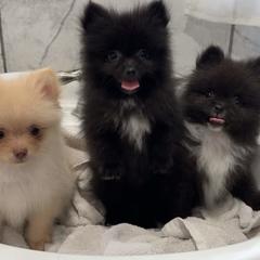 Pomeranian Puppies from My heavenly poms