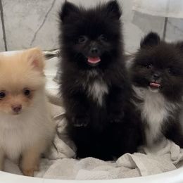 Pomeranian Puppies from My heavenly poms