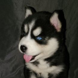 Siberian Husky Puppies from Xk siberians
