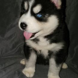 Siberian Husky Puppies from Xk siberians