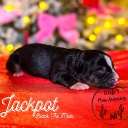 Jackpot - Black tri male Miniature Australian Shepherd puppy in Apache Junction, Arizona from Circle T Mini Aussies