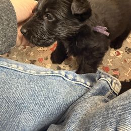Purple - Black brindle male Scottish Terrier puppy in Lubbock, Texas from RocketST