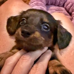 Maxie - Black and tan female Dachshund puppy in Fort Worth, Texas from Louis' Litters