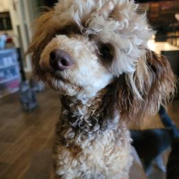 Smooch - Phantom male Poodle puppy in Vinemont, Alabama from RottenDog's Poodles