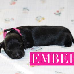 Ember - Black female Dachshund puppy in Staley, North Carolina from Langley Farms Dachshunds