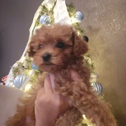 Girl 1 - Aussiedoodle puppy from Av’s Poodles and Doodles