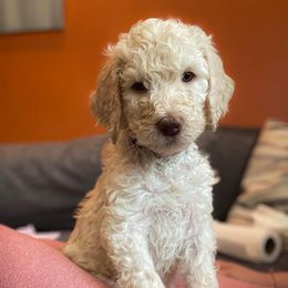 Goldendoodle Puppies from Fluff Puff Doodles